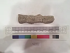 Stucco Fragment