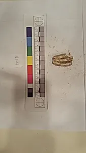 Stucco Fragment