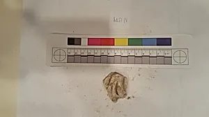 Stucco Fragment
