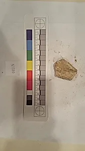 Stucco Fragment