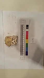 Stucco Fragment