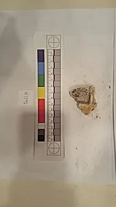 Stucco Fragment