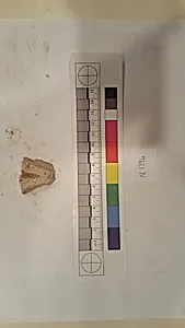 Stucco Fragment