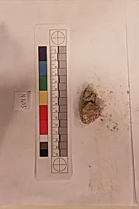 Stucco Fragment