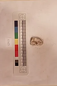 Stucco Fragment