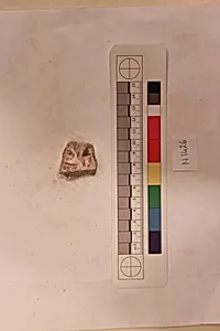 Stucco Fragment