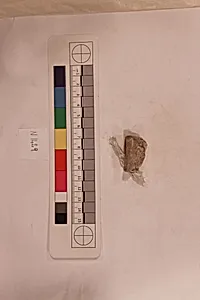 Stucco Fragment