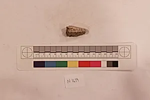 Stucco Fragment by Unknown Artist