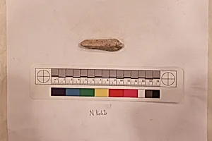 Stucco Fragment
