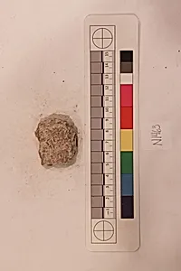 Stucco Fragment