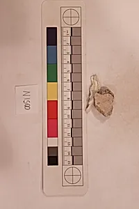 Stucco Fragment