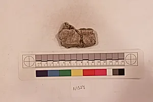 Stucco Fragment