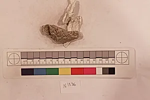 Stucco Fragment