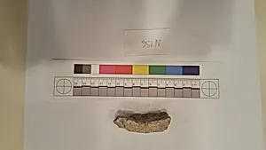 Stucco Fragment