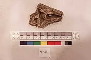 Stucco Fragment