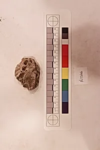Stucco Fragment