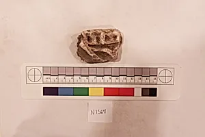 Stucco Fragment