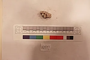 Stucco Fragment