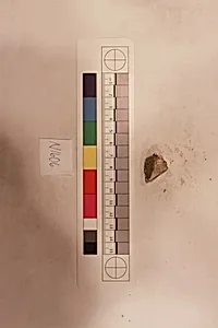 Stucco Fragment