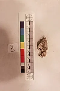 Stucco Fragment by Unknown Artist