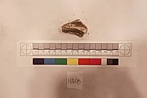 Stucco Fragment