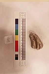 Stucco Fragment