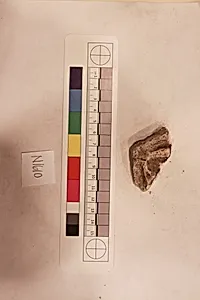 Stucco Fragment