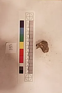 Stucco Fragment