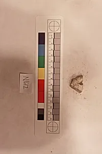 Stucco Fragment