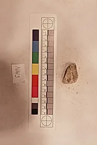 Stucco Fragment