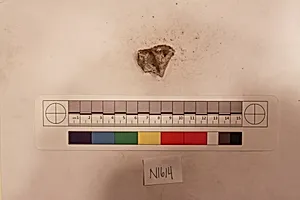 Stucco Fragment