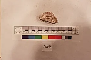 Stucco Fragment