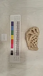 Stucco Fragment