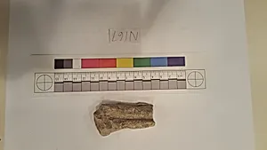 Stucco Fragment