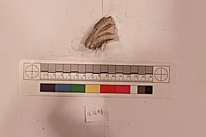 Stucco Fragment by Unknown Artist