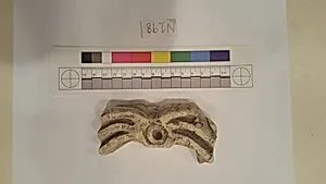 Stucco Fragment