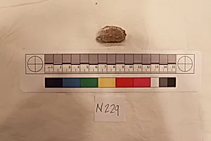 Stucco Fragment