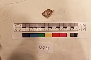 Stucco Fragment