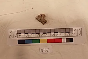 Stucco Fragment by Unknown Artist