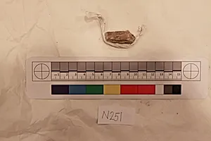 Stucco Fragment by Unknown Artist