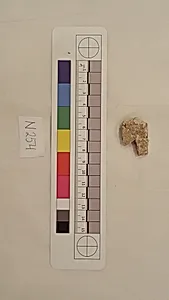 Stucco Fragment