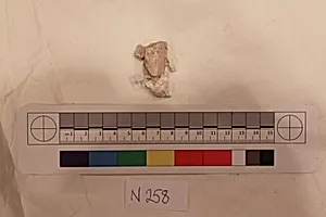 Stucco Fragment