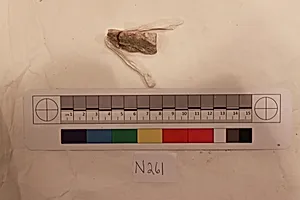 Stucco Fragment