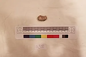Stucco Fragment by Unknown Artist