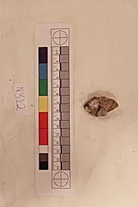 Stucco Fragment
