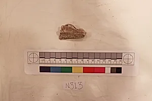 Stucco Fragment
