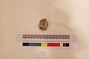 Stucco Fragment by Unknown Artist