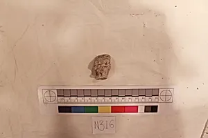 Stucco Fragment