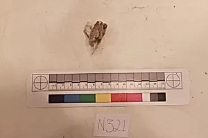 Stucco Fragment