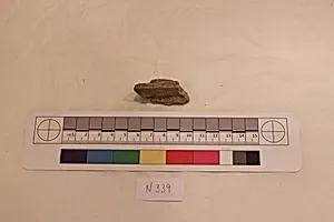 Stucco Fragment